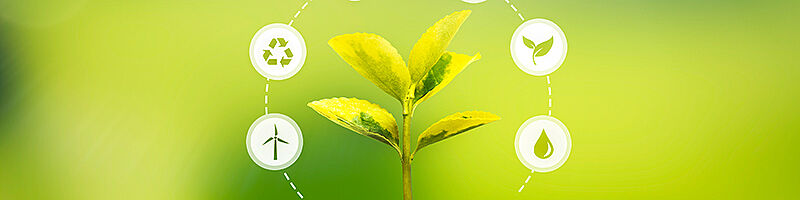Umweltschutz, erneuerbare, nachhaltige Energiequellen. Pflanzenanbau im Birnenkonzept
